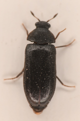 Attagenus