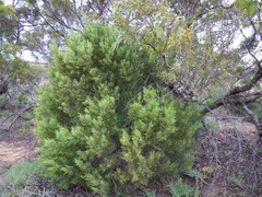 Geijera linearifolia