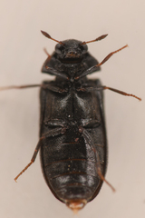Attagenus