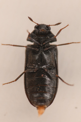 Attagenus