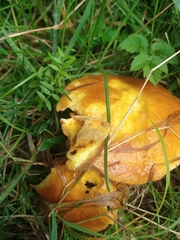 Suillus grevillei