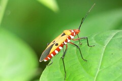 Dysdercus cingulatus