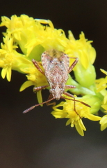 Stictopleurus