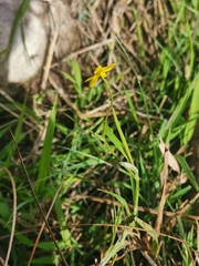 Ranunculus flammula