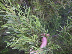 Geijera linearifolia