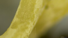 Clavulina rugosa
