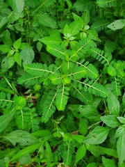 Phyllanthus urinaria