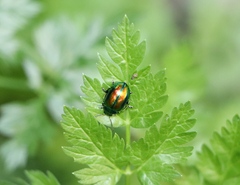 Chrysolina fastuosa