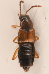 Aleocharinae
