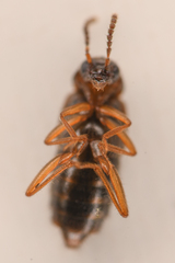 Aleocharinae