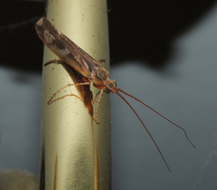 Limnephilus