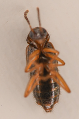 Aleocharinae