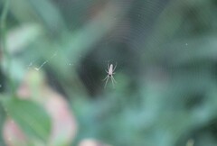 Tetragnatha extensa