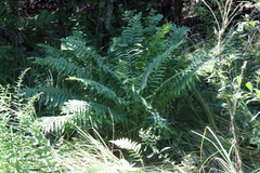 Dryopteris filix-mas