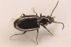 Bembidion