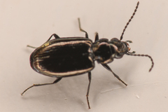 Bembidion