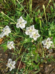 Acleisanthes longiflora