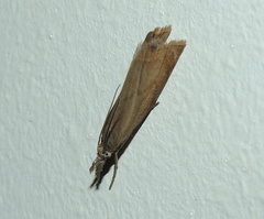 Chrysoteuchia culmella