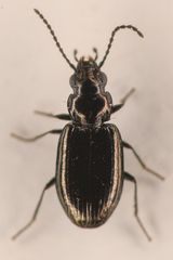 Bembidion