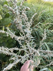 Artemisia absinthium