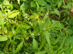 Cuscuta gronovii