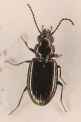 Bembidion