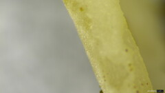 Clavulina rugosa