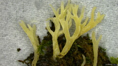 Clavulina rugosa