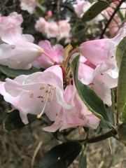 Rhododendron pseudochrysanthum