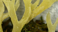 Clavulina rugosa