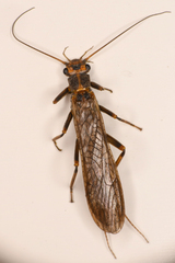 Perloidea