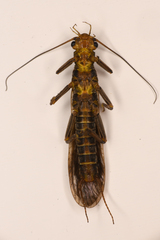 Perloidea