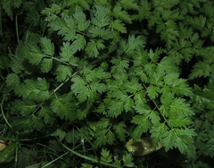 Anthriscus sylvestris