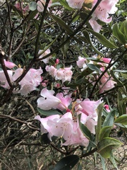 Rhododendron pseudochrysanthum