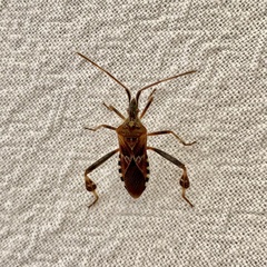 Leptoglossus occidentalis
