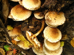 Pholiota