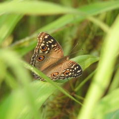 Junonia lemonias