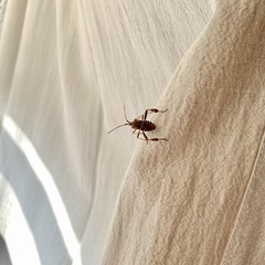 Leptoglossus occidentalis