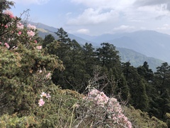 Rhododendron pseudochrysanthum