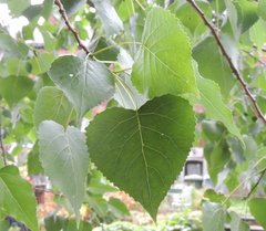 Populus × canadensis