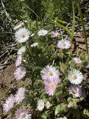 Drosanthemum hispifolium