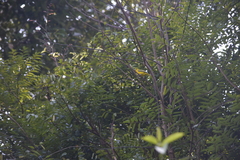 Aegithina lafresnayei