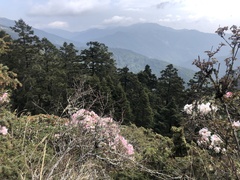 Rhododendron pseudochrysanthum
