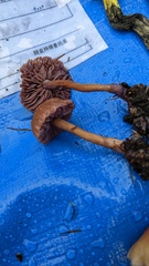 Laccaria japonica