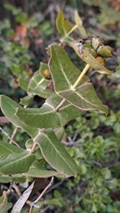 Lonicera implexa
