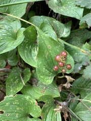 Maianthemum dilatatum