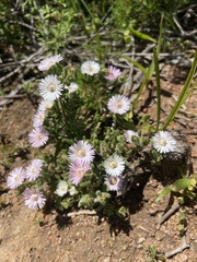 Drosanthemum hispifolium