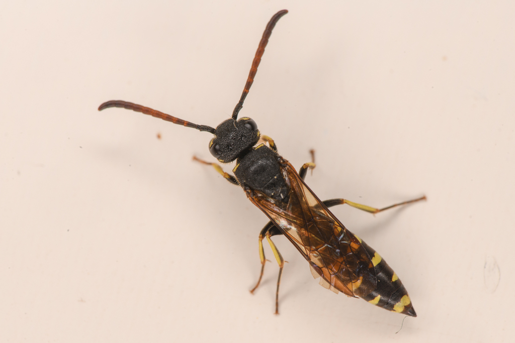 Sapyga confluenta