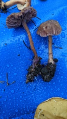 Laccaria japonica