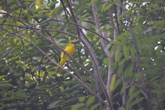 Aegithina lafresnayei